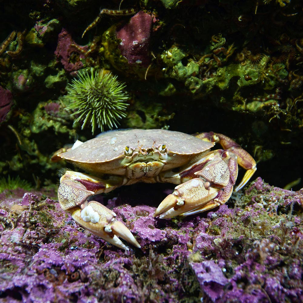 img-crabe